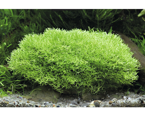 Vijverlevermos - Riccia fluitans Port.
