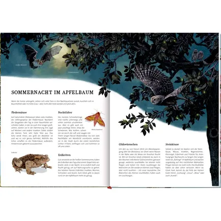 Coppenrath Verlag Das große Buch vom Apfelbaum