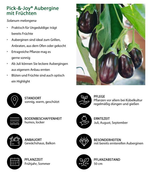 Pick-&-Joy® Aubergine mit Früchten
