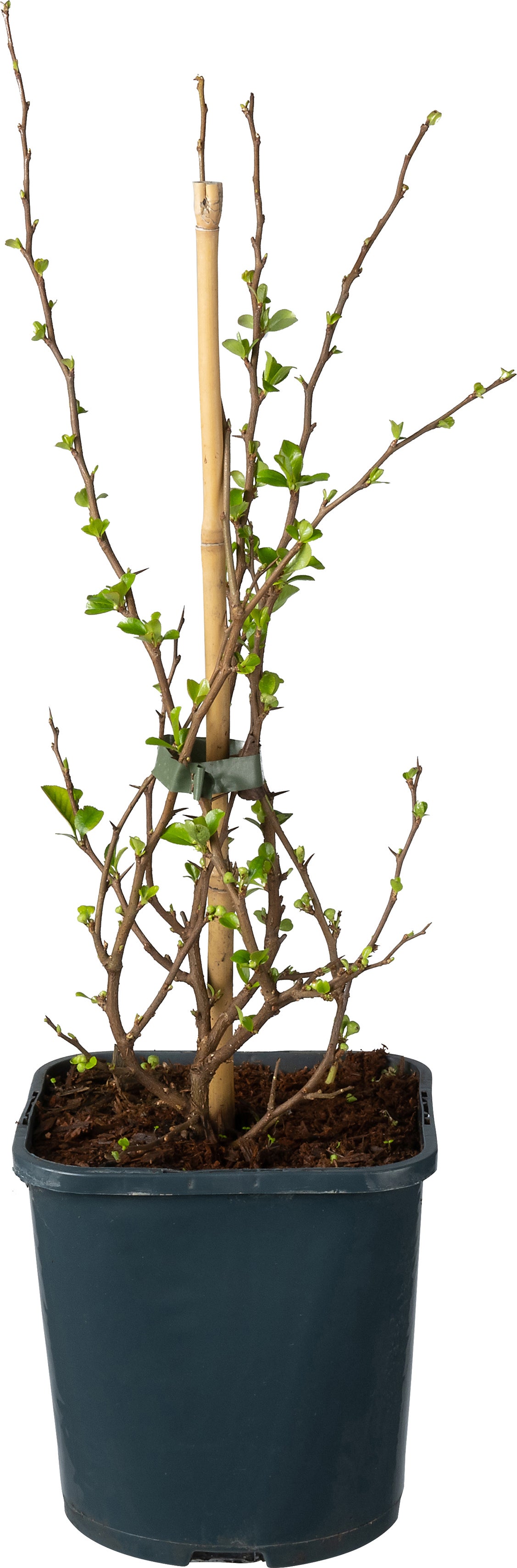 Dwergkwee (Chaenomeles x superba) D 17 H 45 cm