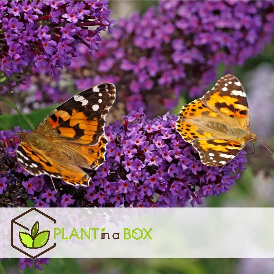 Vlinderstruik - Set van 6 - Buddleja davidii - Hoogte 25-40cm - ⌀9cm
