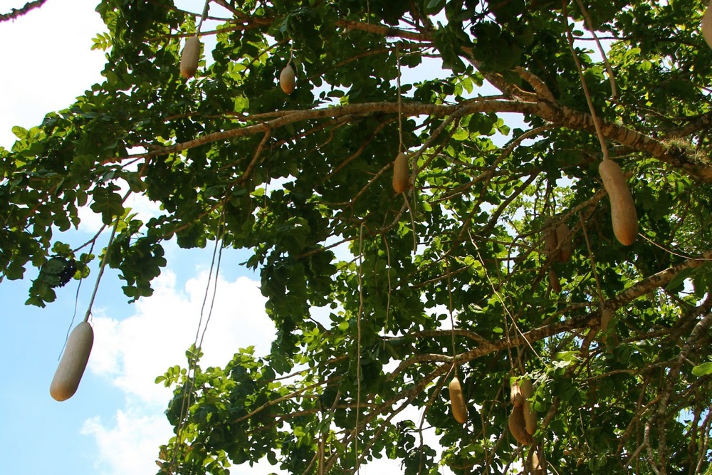 Arbre à saucisses - 10 graines - avec substrat - kigelia pinnata var. Africana