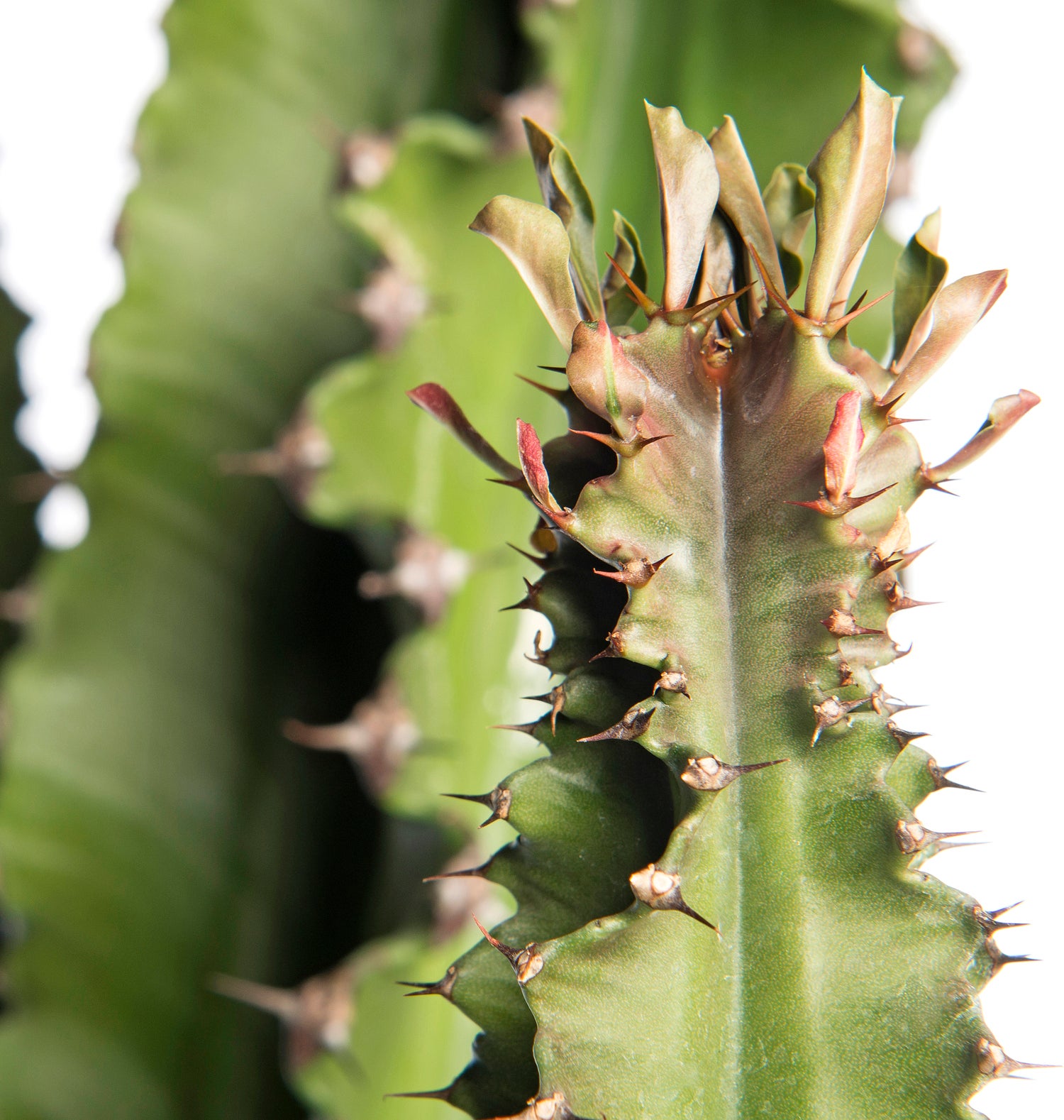 Cowboycactus (Euphorbia ingens) D 30 H 140 cm