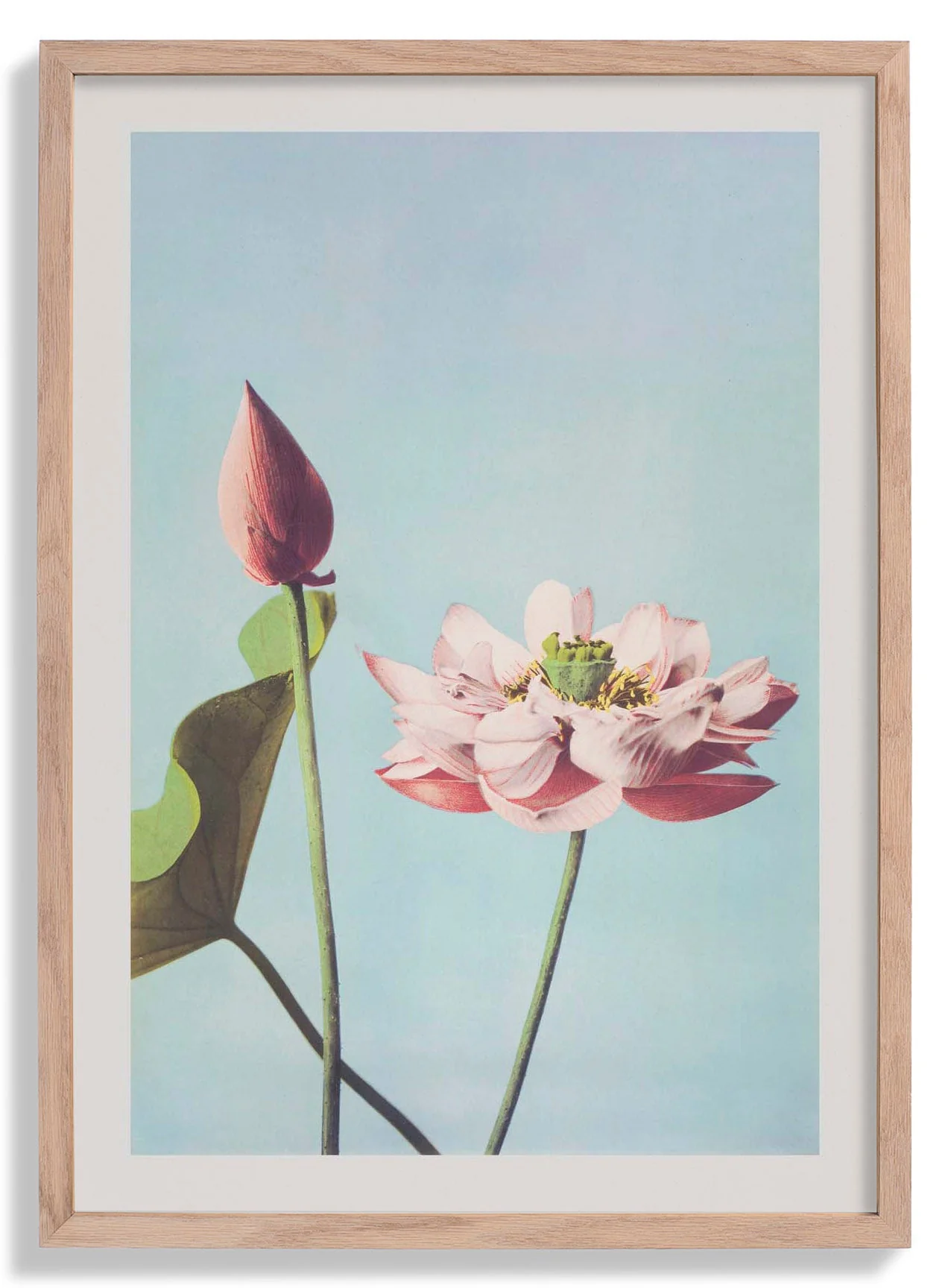 Lotusblume von Ogawa Kazumasa