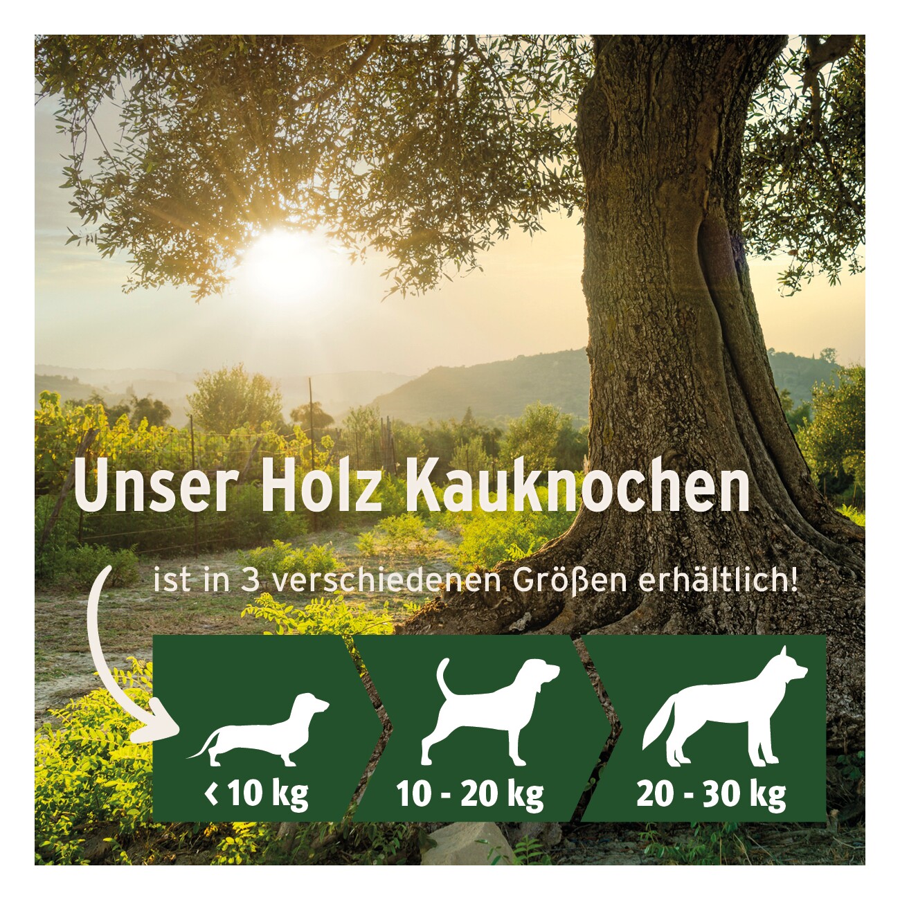 AniForte Olivenholz Kauknochen S