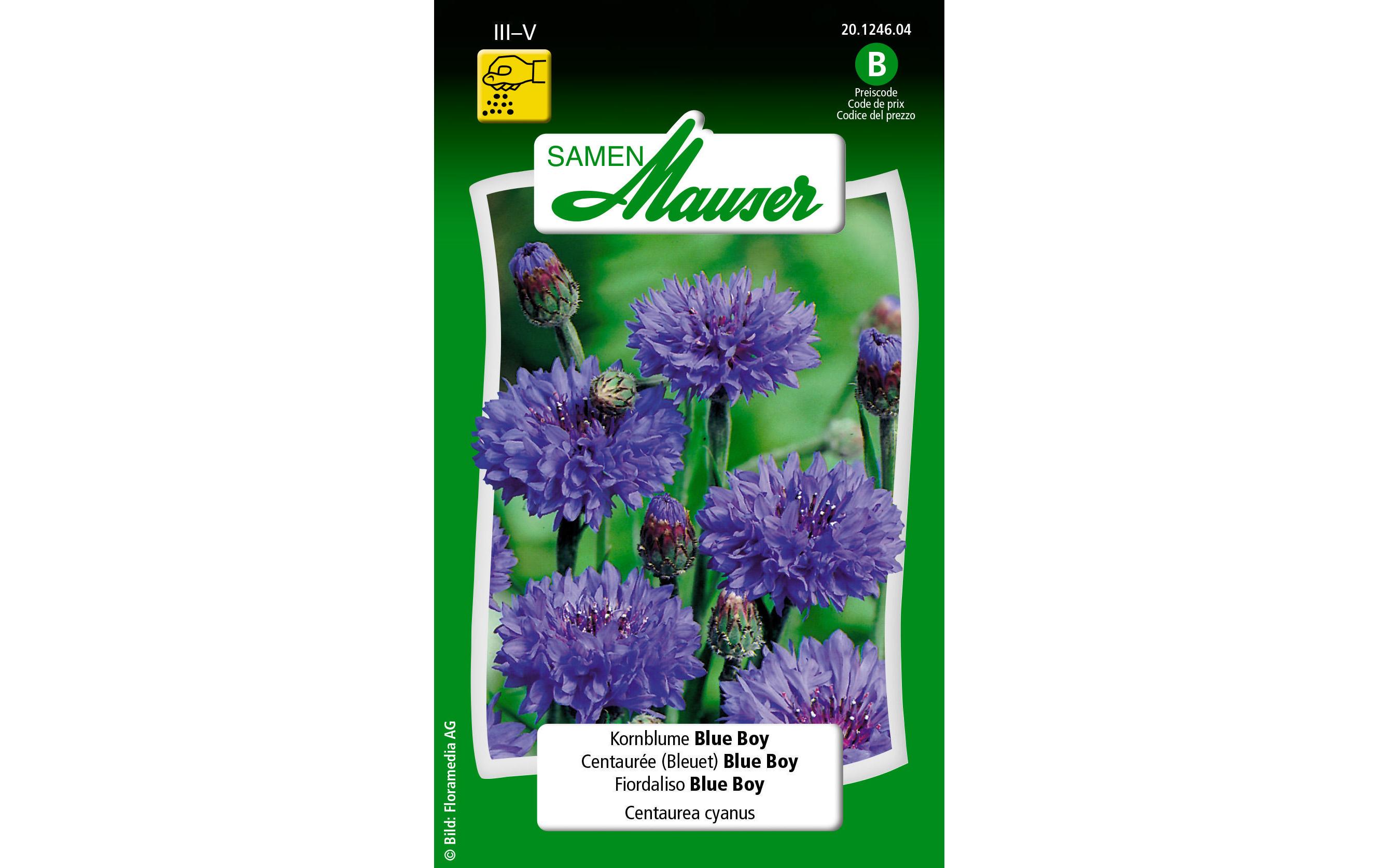 Saatgut Kornblume Blue BoyBlumensamen