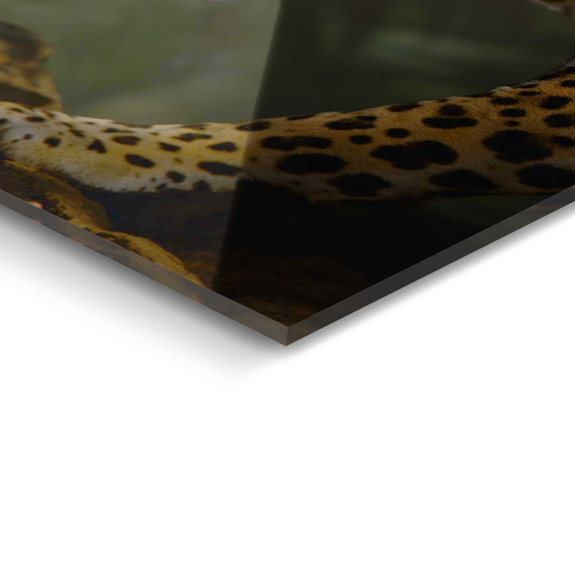 Deco Glass JUNGLE PLAYERS - 70x100 cm