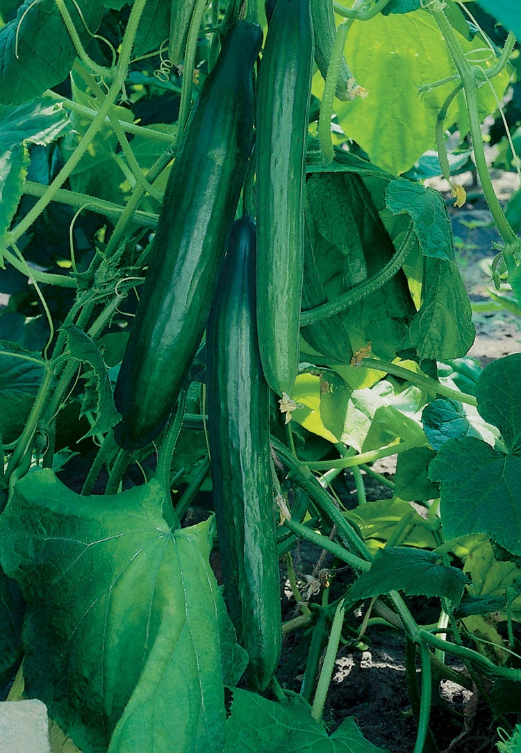 Komkommer Geënt (Cucumis Sativus)