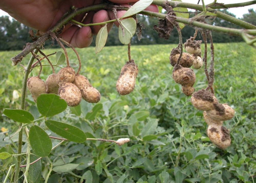 Kit cadeau - cacahuète - 8 graines - arachis hypogaea