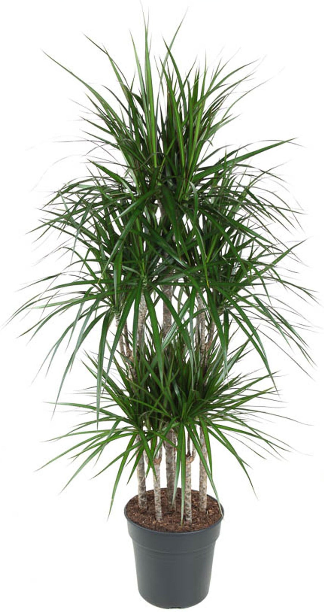 Drakenbloedboom (Dracaena marginata) D 31 H 150 cm