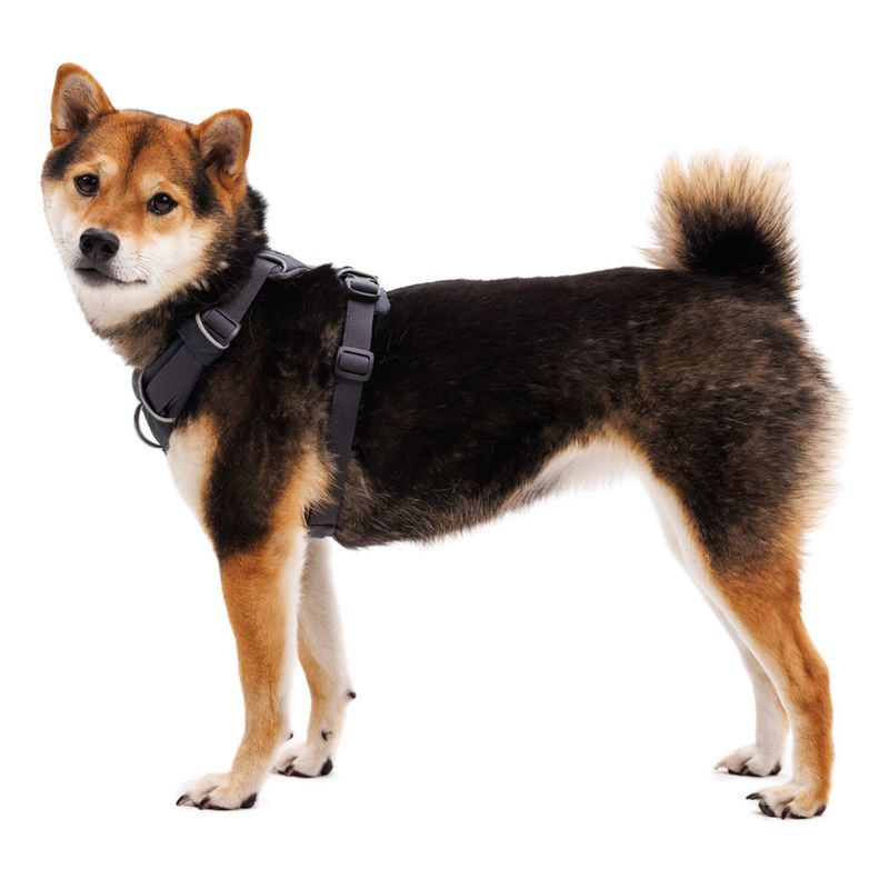 Harnais Ruffwear Front Range