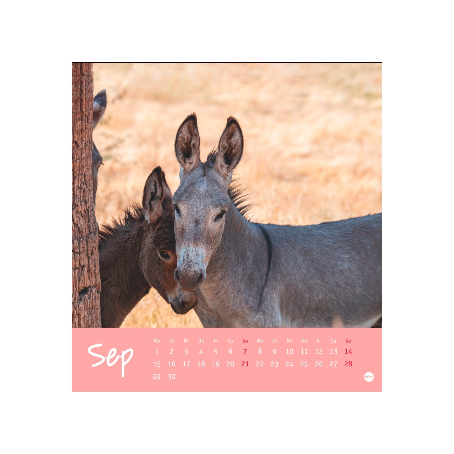 Postkartenkalender Esel 2025