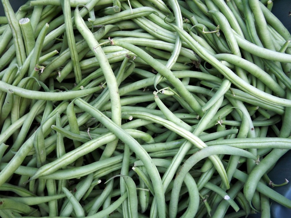 Sachet de graines de haricots nain mangetout braimar - sachet de 100 grammes - petite entreprise française - made in france