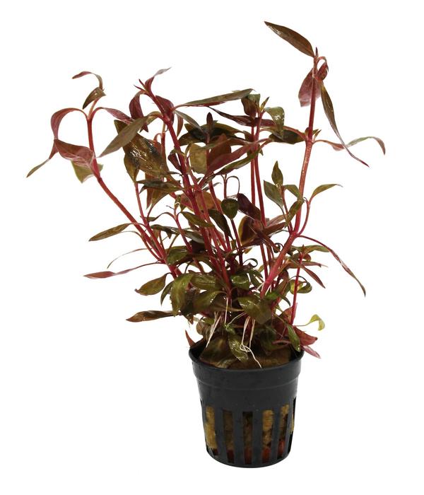 Dehner Aqua Kleines Papageienblatt -