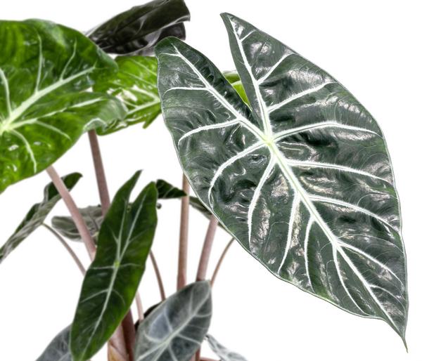 Pfeilblatt - Alocasia baginda 'Pink Dragon'