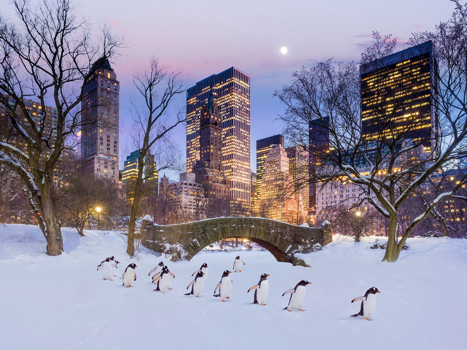 Manhattan Penguins by Robert Jahns - Open Edition.