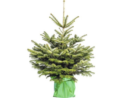 Nordmannspar, 100-125 cm hoog, 10 L potkerstboom, gezaagd en in pot