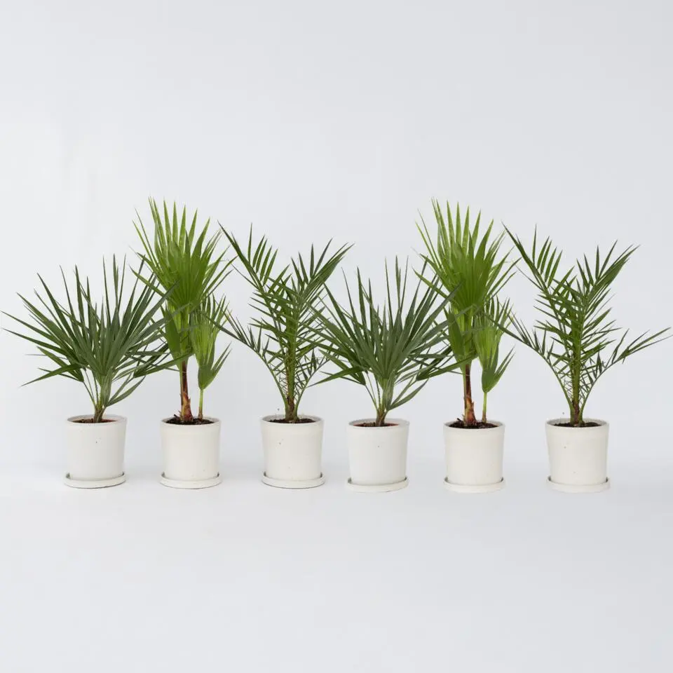 Tuinpalm - Set van 6 - Phoenix Chamaerops Washingtonia - Hoogte 50-70cm - ⌀15cm