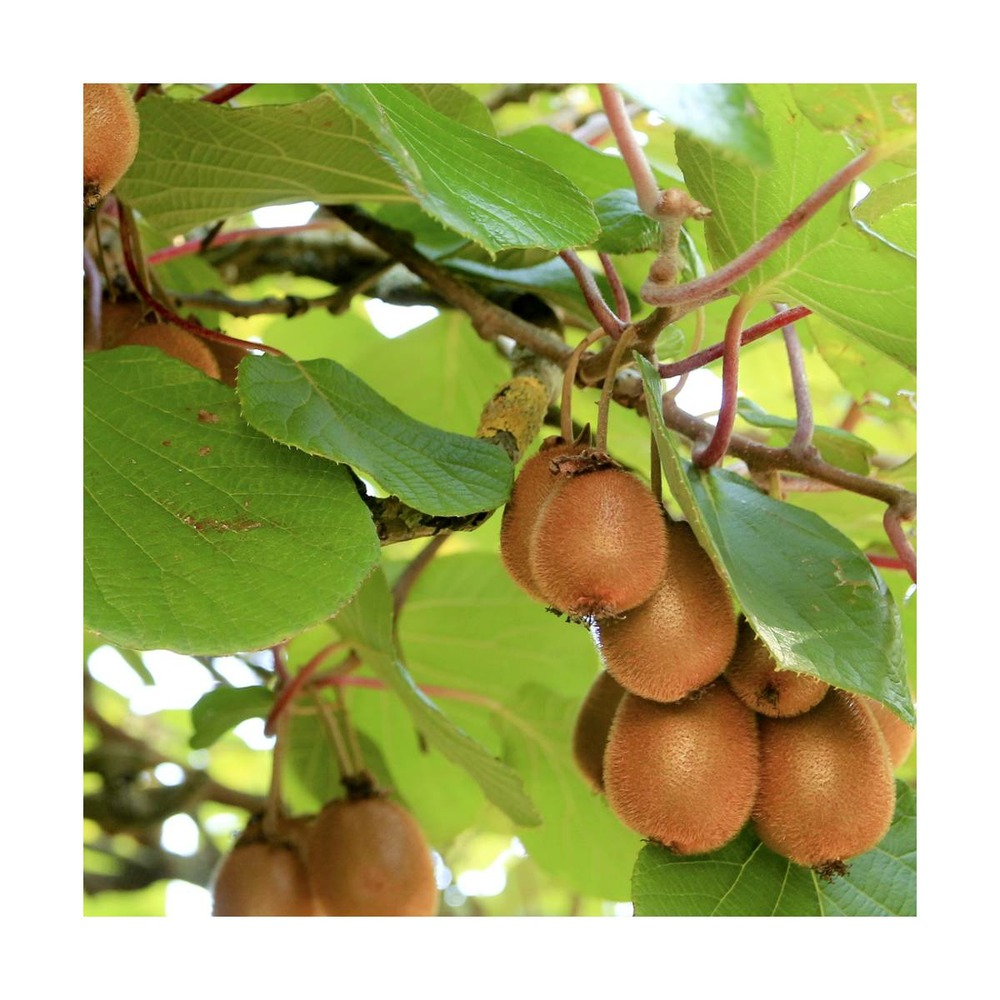 Kiwi chinensis monty (femelle)/actinidia chinensis monty (femelle)[-]pot de 3l - 60/120 cm