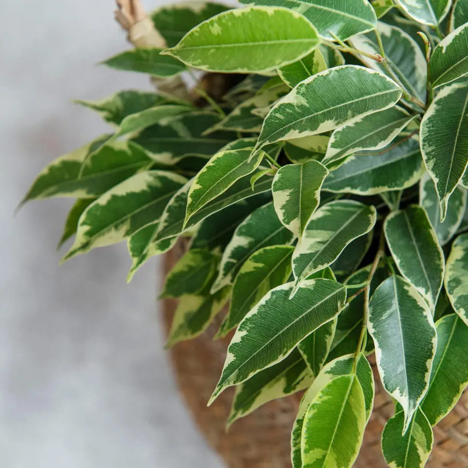 Treurvijg - Ficus Benjamina 'Twilight' - Hoogte 100-110cm - ⌀21cm