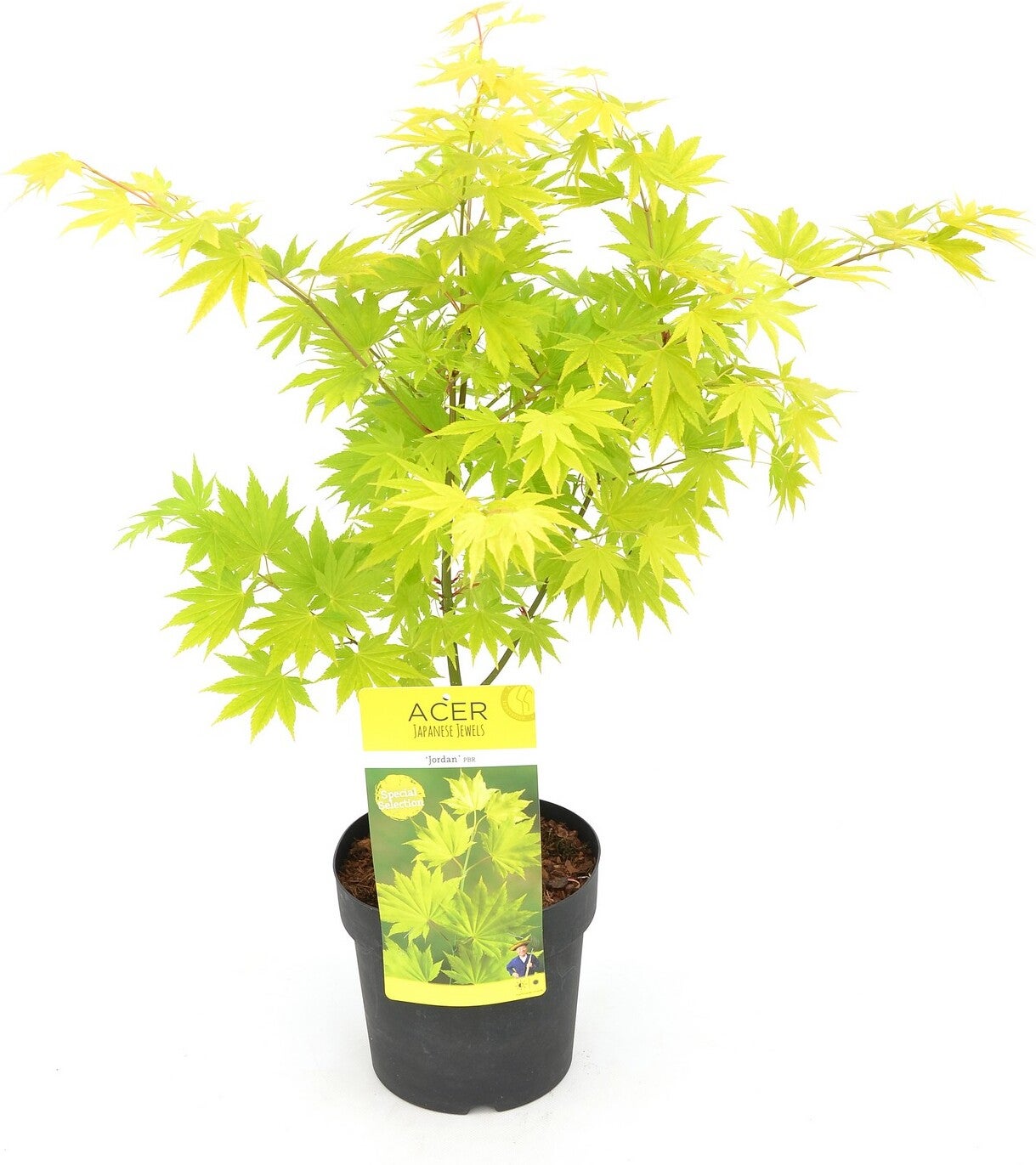 Japanse Esdoorn (Acer shirasawanum 'Jordan') D 19 H 40 cm