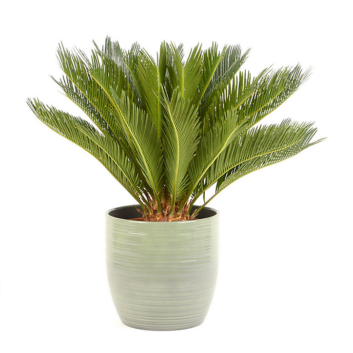 Cycas revoluta 21cm avec cache pot rayures vertes