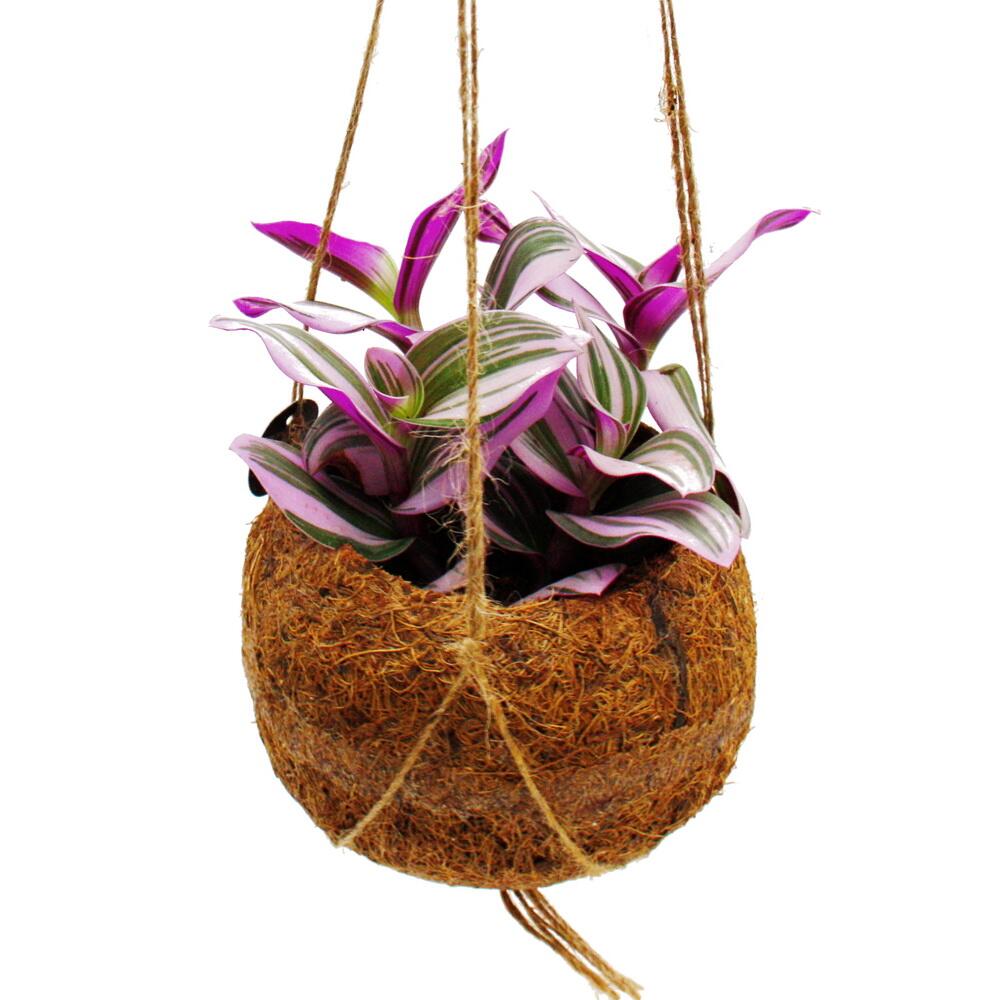 Kokodama - tradescantia 