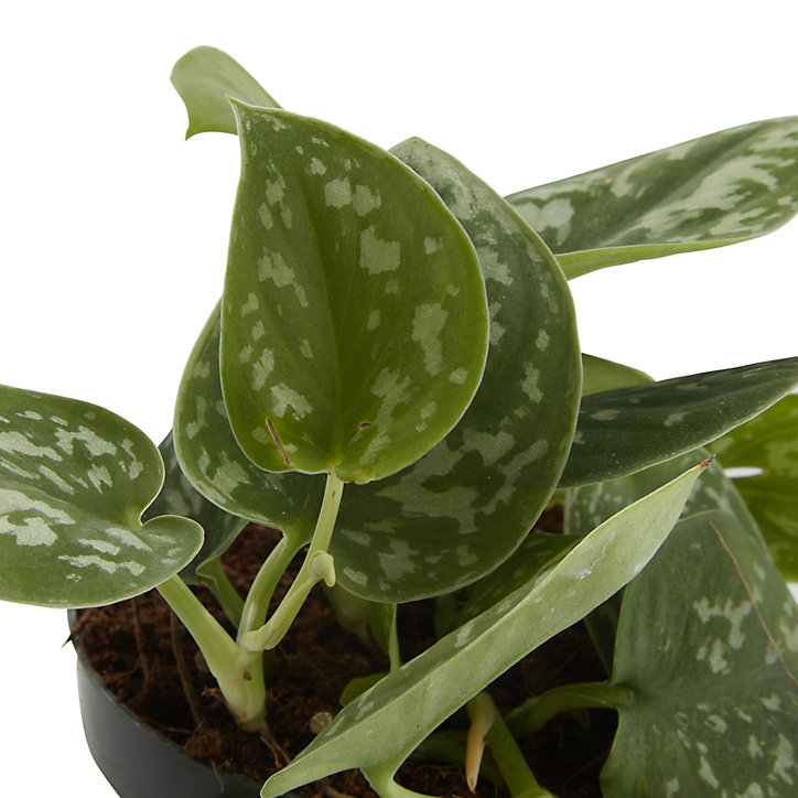 Pothos tacheté, pot en céramique suspendu, 13cm