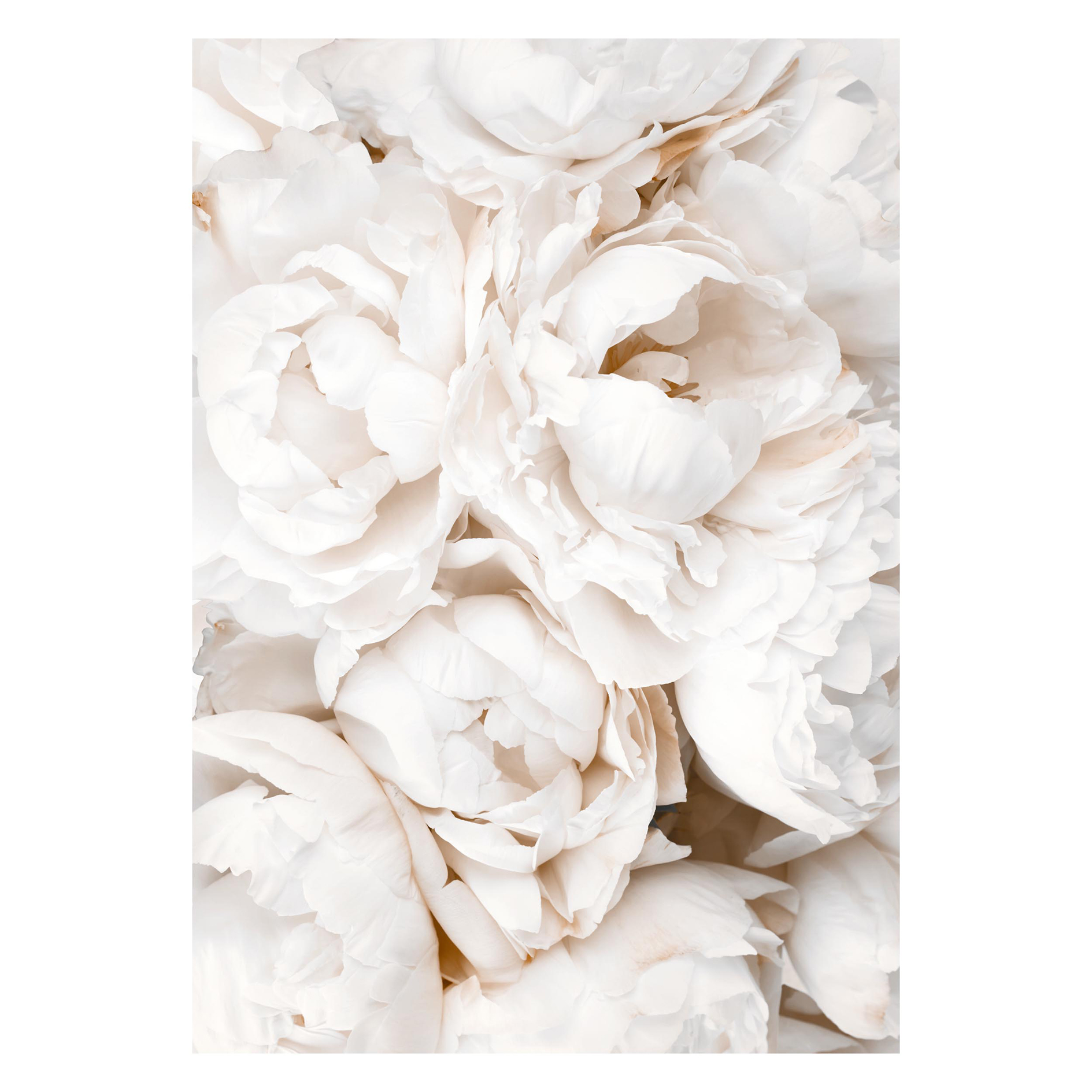 Gerahmtes Bild WHITE ROSES - 50x70 cm