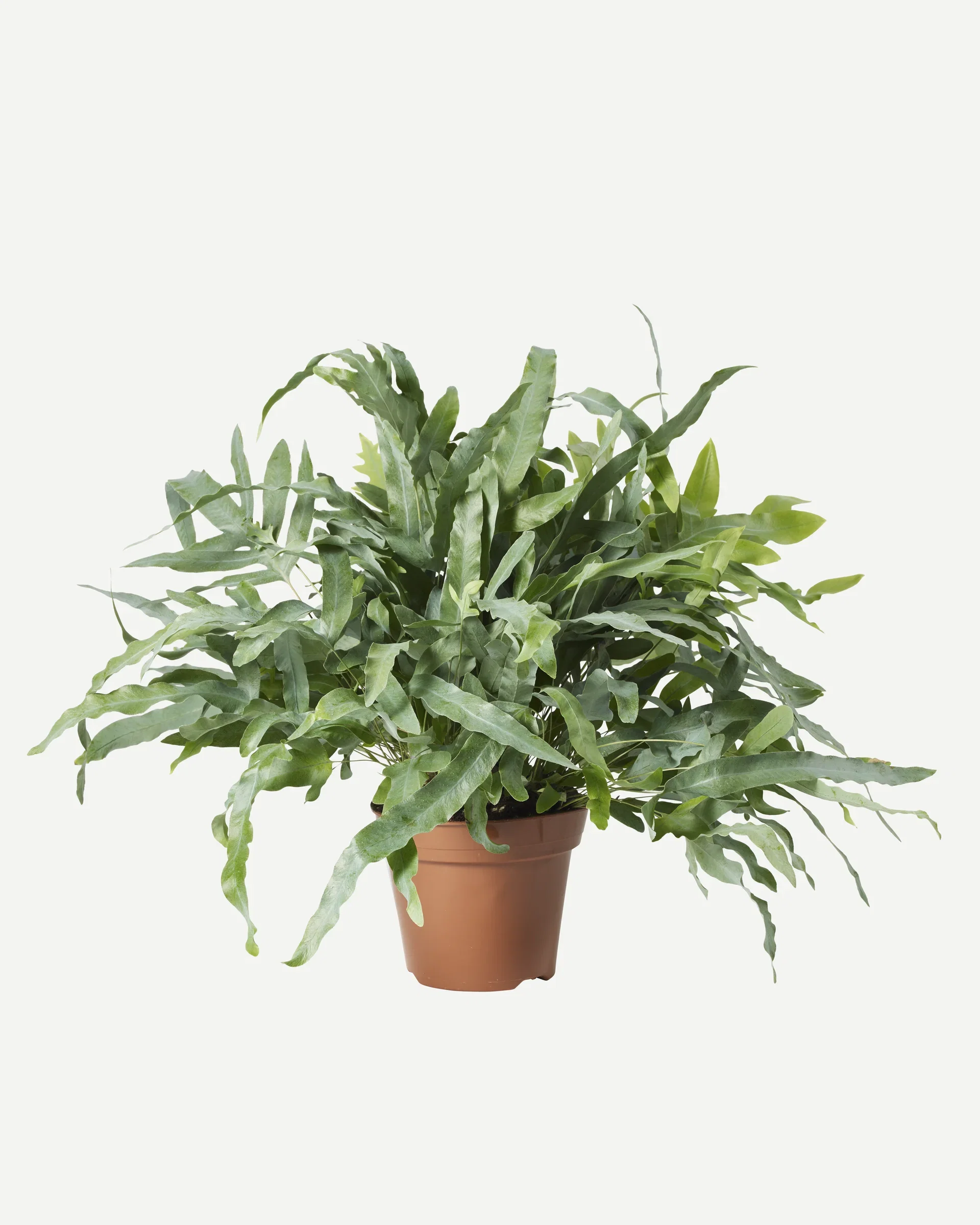 Phlebodium aureum 'Blue Star' Blåstjerne Høyde 45 cm