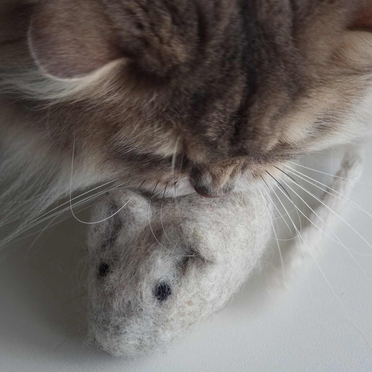 The Catery Filzmaus
