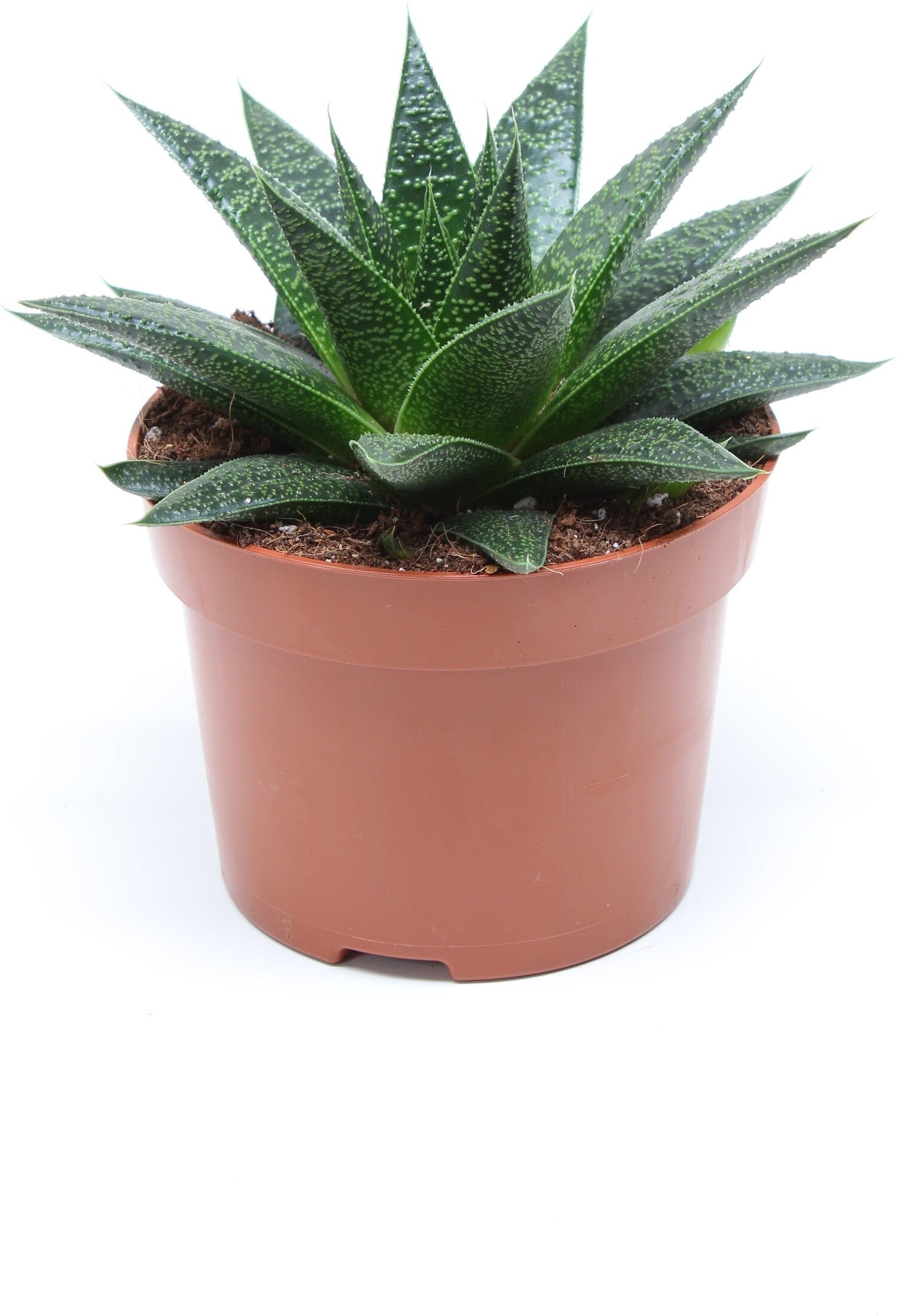Gasteria (Gasteria 'Flow') D 12 H 15 cm