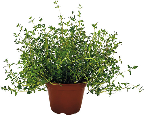Biologische Tijm FloraSelf Organic Thymus vulgaris Ø 12 cm Pot
