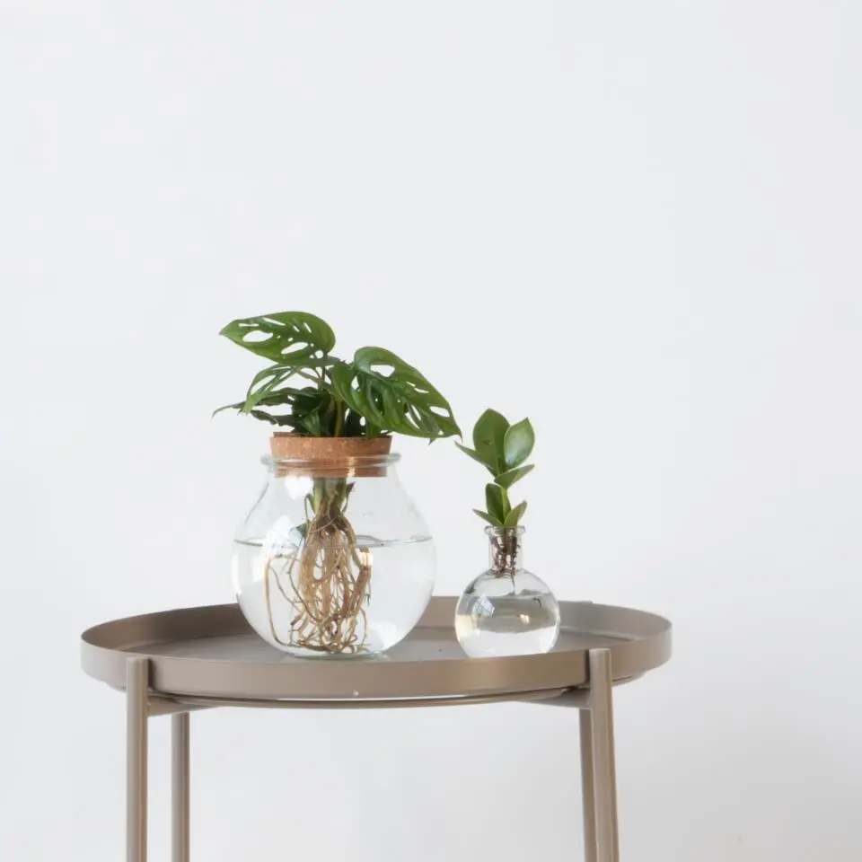 Plantenmix in glas - Set van 2 - Clusia, Monstera - Hoogte 15-35cm - ⌀20cm