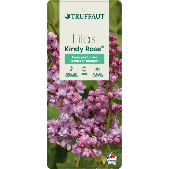 Syringa 'Kindy Rose' ®: pot 10L
