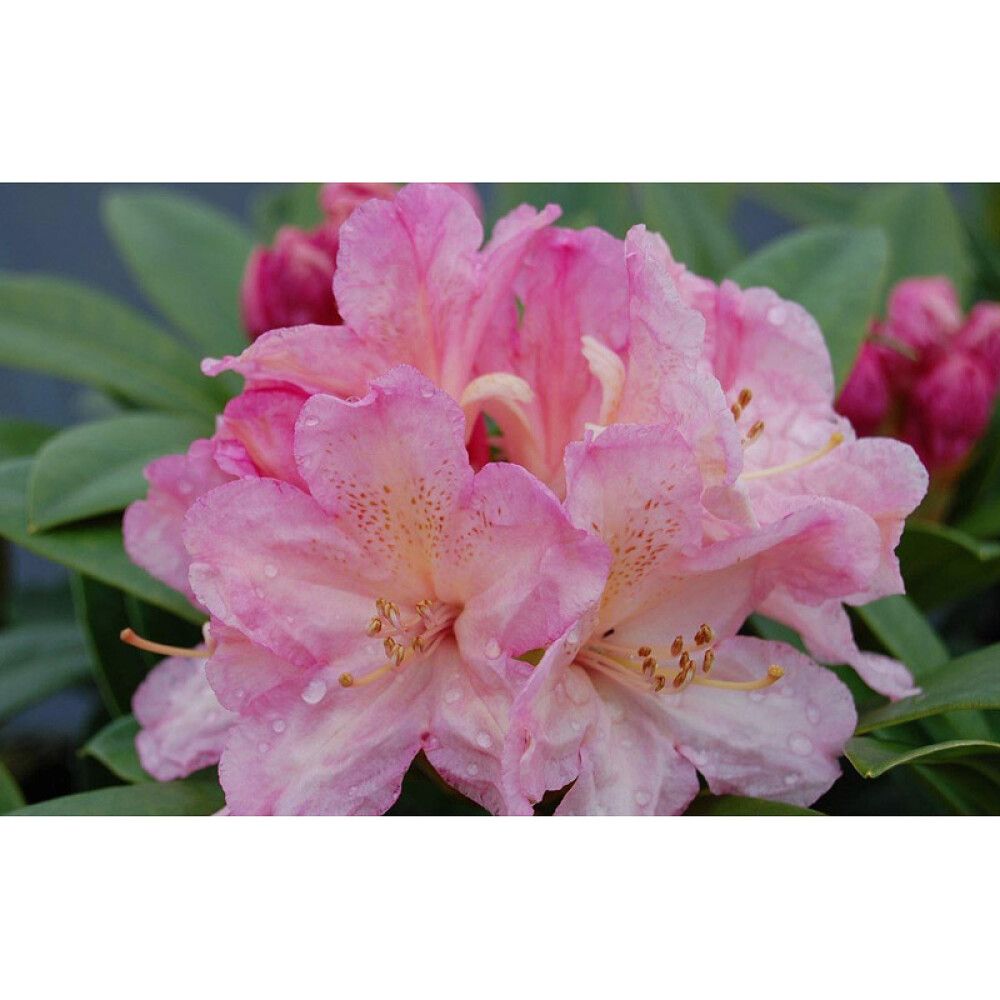 RHODODENDRON I POTTE 21CM