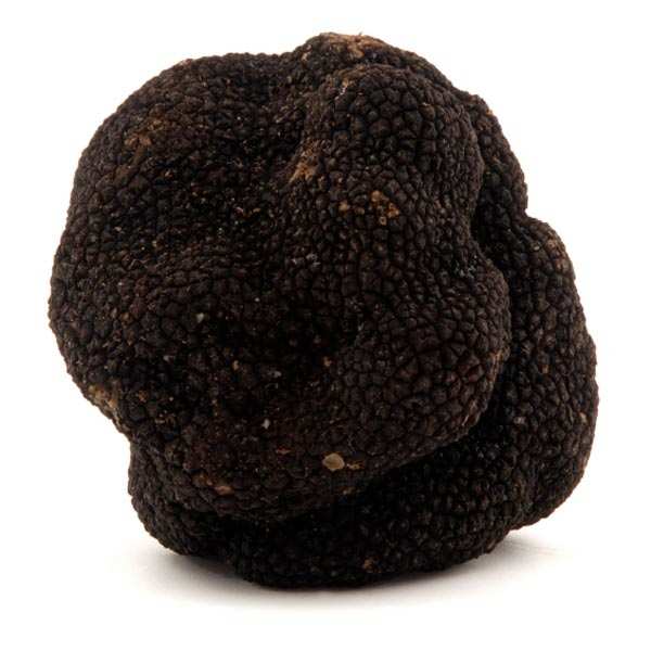 Truffe noire fraîche extra - Tuber melanosporum