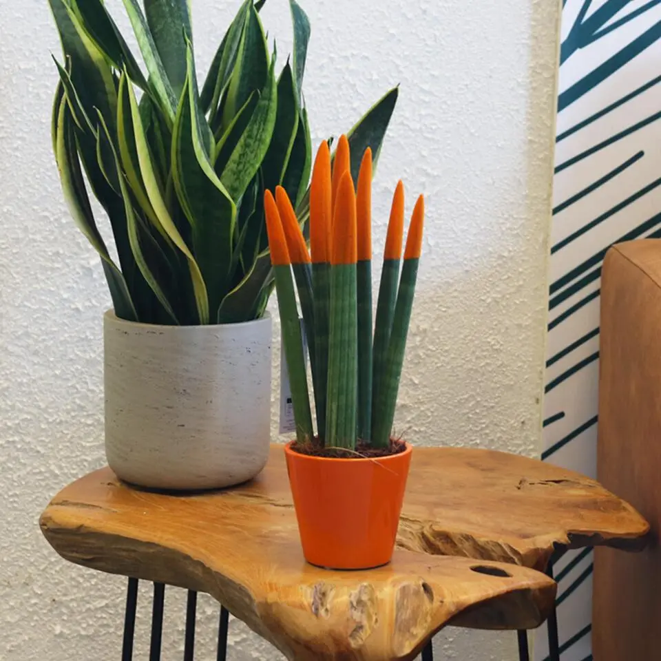 Afrikaanse Speerplant - Sansevieria cylindrica - Hoogte 20-40cm - Pot 9cm