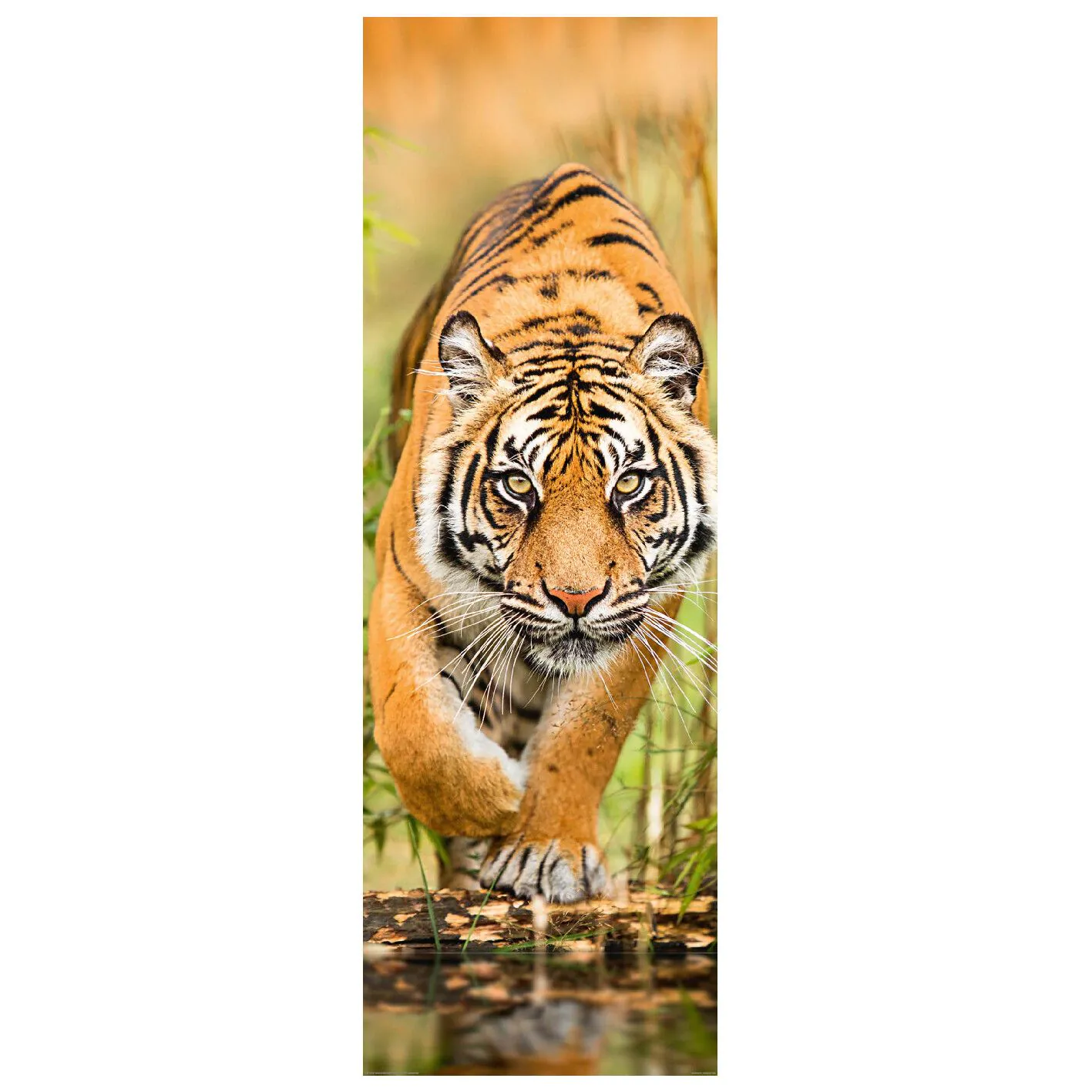 Poster Big Tiger Walking, 53 x 158 cm