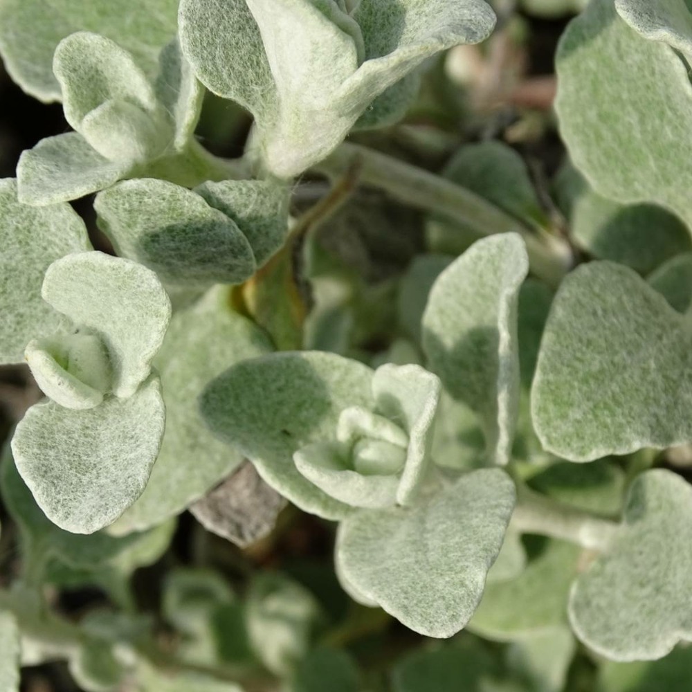 Immortelle blanche bio/helichrysum petiolare[-]godet