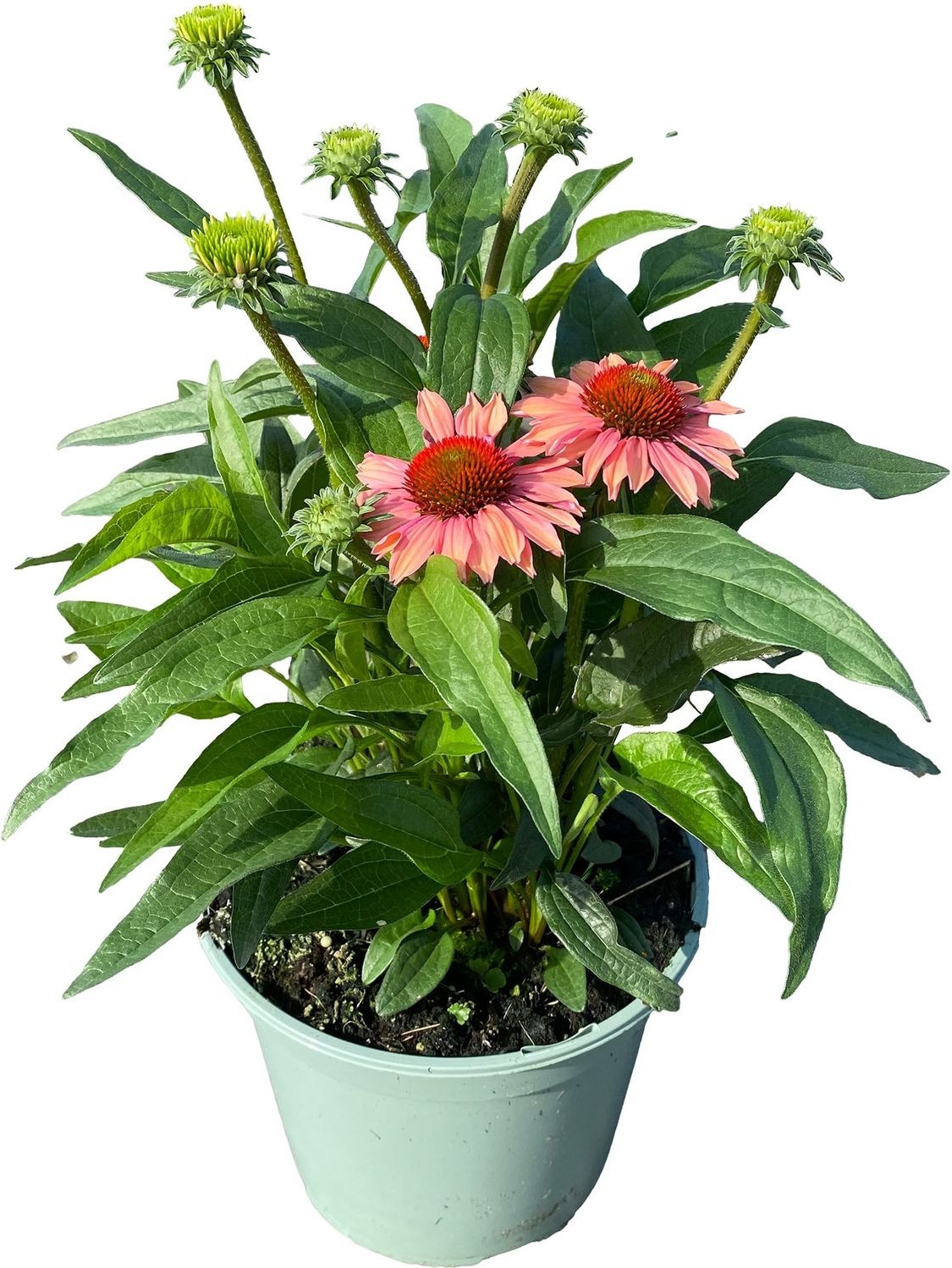 Zonnehoed (Echinacea purpurea 'SunSeekers Coral') D 17 H 45 cm