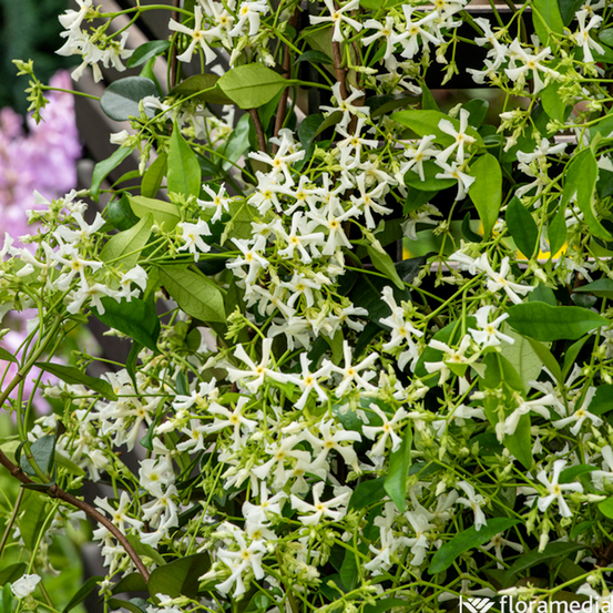 Trachelospermum 'Winter Ruby'®:pot 3L