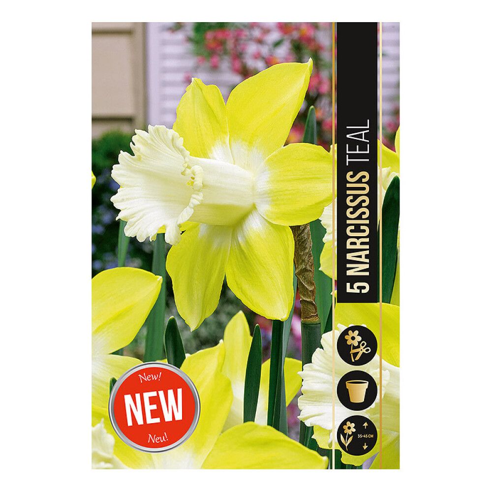 HØSTLØK NARCISSUS TEAL 5 STK