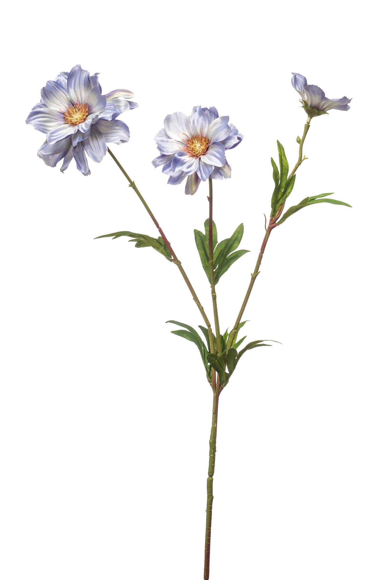 Cosmos spray blue