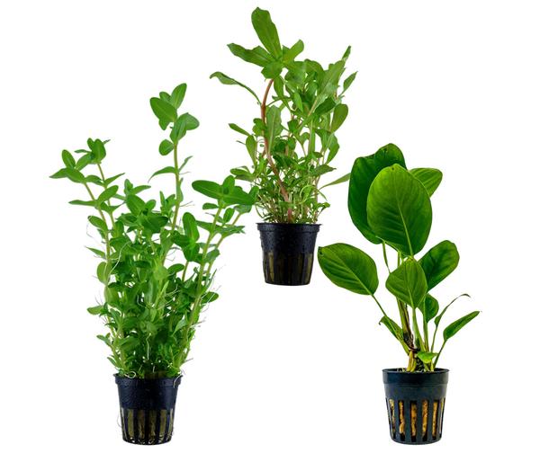 Dehner Aqua Aquarienpflanzen-Set