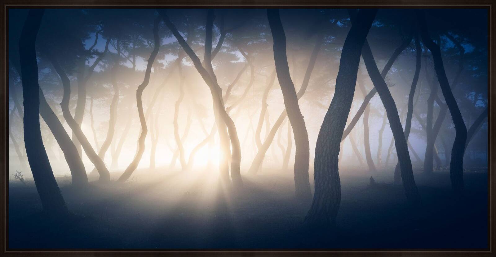 Pine Forest II by Nathaniel Merz - Limited Edition. Edition of: 100. Signed.