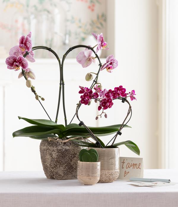 Midi Schmetterlingsorchidee - Phalaenopsis