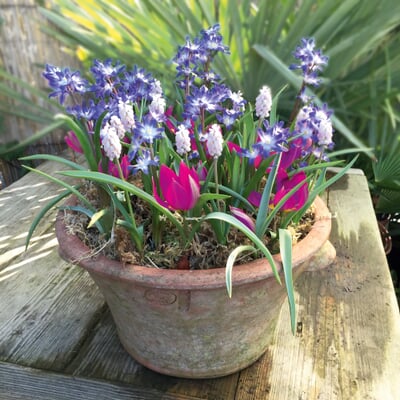 Blumenzwiebeln für Töpfe Mischung 1