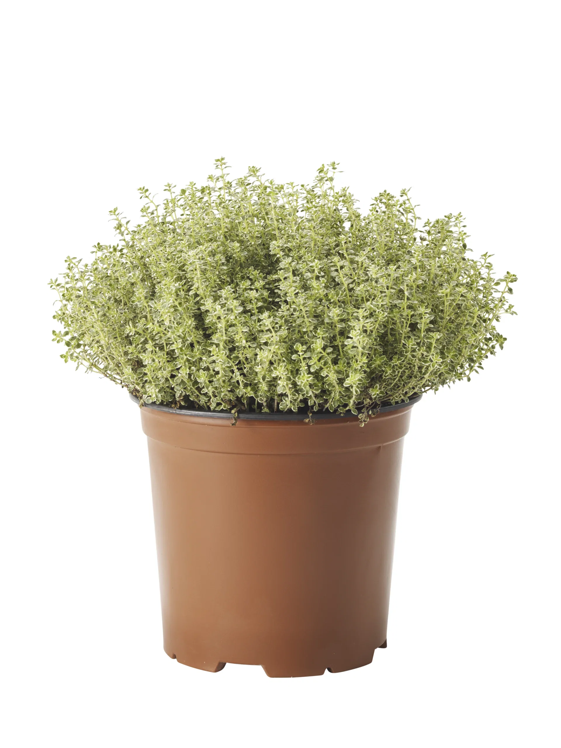 Thymus vulgaris 19 cm Kryddertimian Ø19 cm