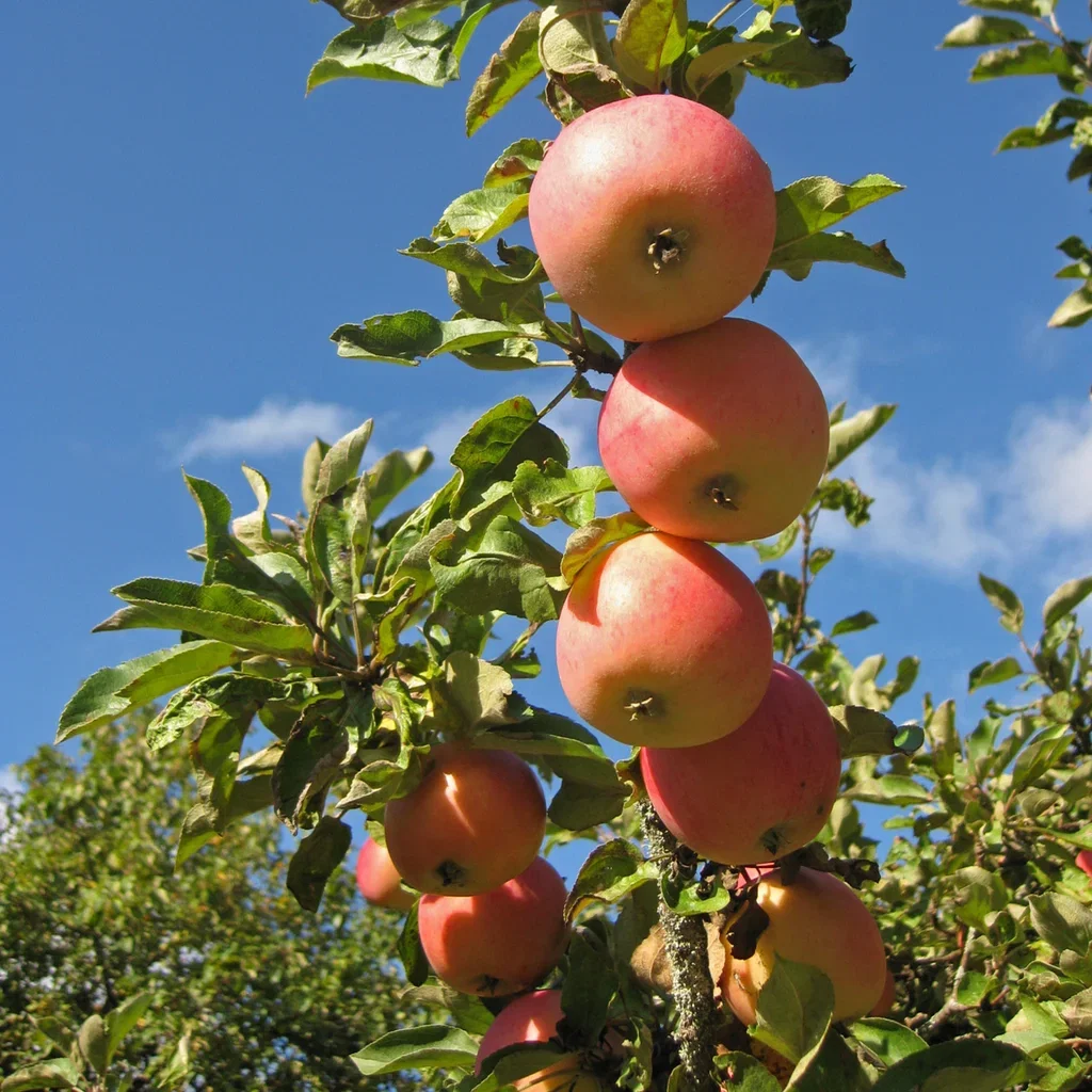 Malus domestica 'Osennoje aloje' Osennoje aloje epletre Høyde 150-200 cm